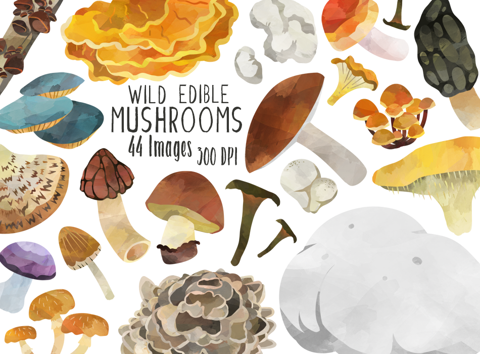 Wild Edible Mushrooms Graphics Set