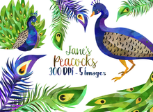 Peacock Graphics Set