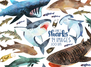 Shark Species Graphics Set