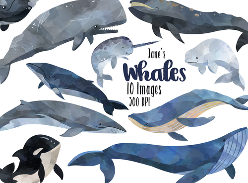 Whale Graphics Set