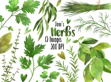 Culinary Herbs Graphics Set