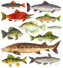 North American Freshwater Fish Graphics Set