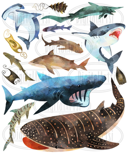 Shark Species Graphics Set