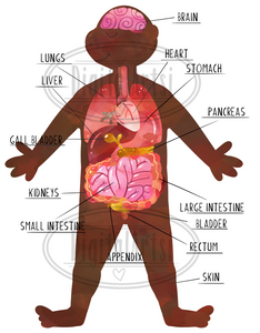 Human Anatomy Graphics Set