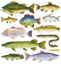 North American Freshwater Fish Graphics Set