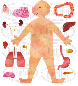 Human Anatomy Graphics Set